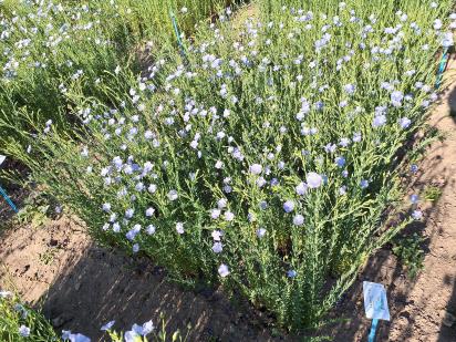 Click for 1 image(s) for this accession.